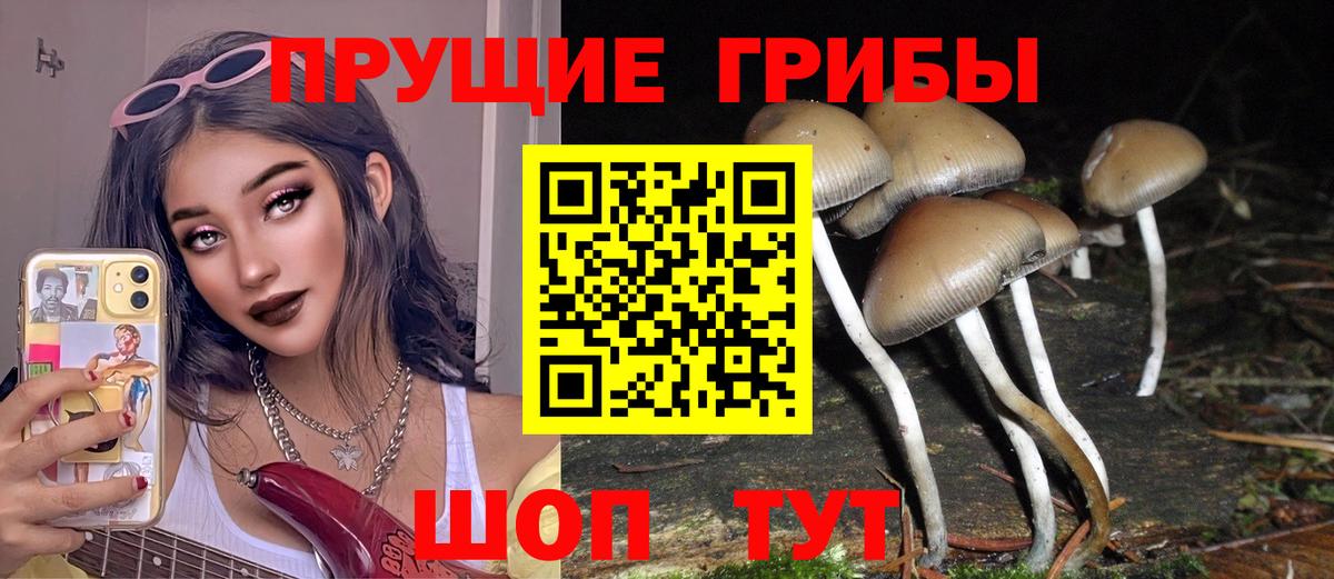 Псилоцибиновые грибы Psilocybe Бутурлиновка